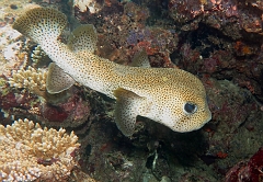 Velidhu - 2013_03_15 - IMG_0806rf_Diodon a nageoires tachees - Chilomycterus reticulatus_House reef_pmt